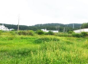馬場旁梨園