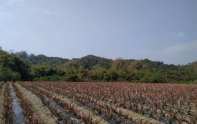 大社食坑巷都外農地