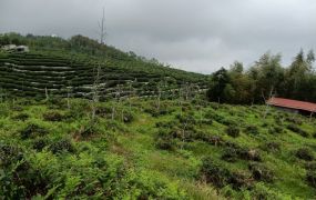 賀成交鹿谷杉林溪羊灣巷景觀地台中買屋賣房,土地王劉志忠台中北屯捷運