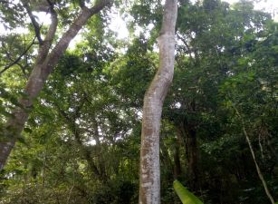 南投鹿谷秀峰坪子頂段每分 32萬 台中買屋賣房土地劉志忠台中北屯捷運