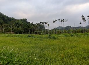 中寮國小養生平坦美農地台中買屋賣房,土地王劉志忠台中北屯捷運