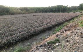 屏東高樹廣福休閒農地