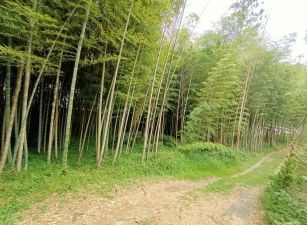 鹿谷小半天段天鵝湖旁景觀農牧用地林地台中買屋賣房,土地王劉志忠