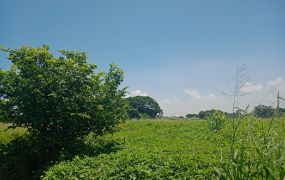 新屋漂亮農地