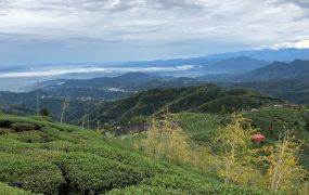 鹿谷杉林溪羊灣巷面大崙山國有財產署承租權景觀地台中買屋賣房,土地王劉志忠台中北屯捷運,捷運總站