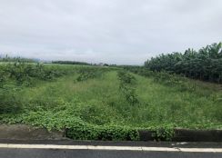 美濃區中正路永明寺旁農地