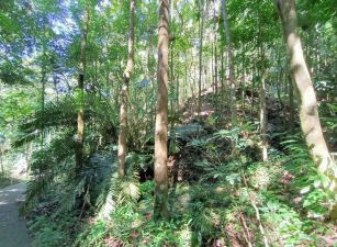 低總價鹿谷初鄉段後花園林地台中買屋賣房,土地王劉志忠台中北屯捷運,捷運總站