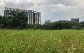 青埔近高鐵站【農地】稀有釋出~