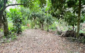 竹崎皇德寺旁農地2 09-094 052337228