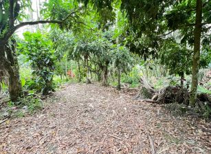 竹崎皇德寺旁農地2 09-094 052337228