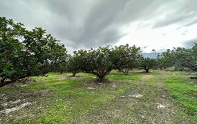 ！！降價！！瑞穗都內老欉文旦園－瑞穗有巢B177