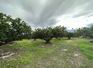 ！！降價！！瑞穗都內老欉文旦園－瑞穗有巢B177