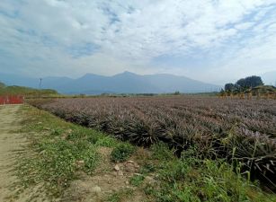 高樹山明水秀都外農地