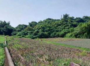 大樹井腳路低單價大農地