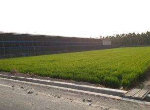 萬丹雙面路農地