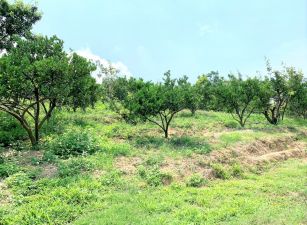 東勢神山景觀果園