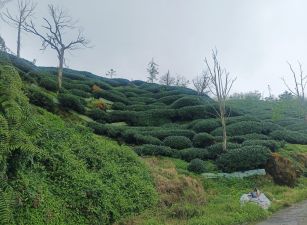鹿谷杉林溪羊灣巷內樹皮段國有財產署承租權景觀地台中買屋賣房,土地王劉志忠