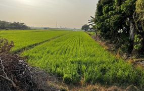 橋頭開心農場首選