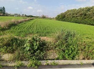 觀音大潭農地