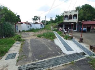 杉林蟲鳴鳥叫鄉乙建