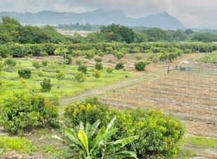 高樹◆高美大橋旁臨路4甲農地