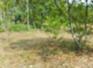 中埔農地-B 09-073 052337228