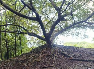 鹿谷初鄉段後花園景觀農地台中買屋賣房,土地王劉志忠