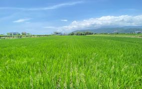 梅花湖旁休閒農業區一甲地