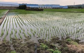 仰德重劃區水稻田