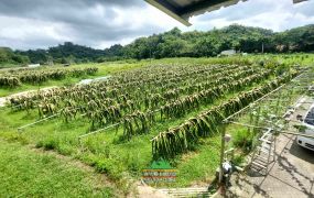 新竹縣峨眉鄉近台三線果園+資材室1571坪售價1490萬