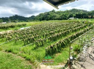 新竹縣峨眉鄉近台三線果園+資材室1571坪售價1490萬