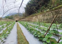 鳳凰鳥園高海拔大水堀段丙種建築用地台中買屋賣房,土地王劉志忠東龍國際開發集團東龍不動產大聯盟永春台中北屯捷運加盟店台中北屯捷運,捷運總站