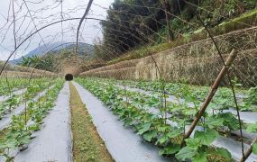 鳳凰鳥園高海拔大水堀段丙種建築用地台中買屋賣房,土地王劉志忠東龍國際開發集團東龍不動產大聯盟永春台中北屯捷運加盟店台中北屯捷運,捷運總站