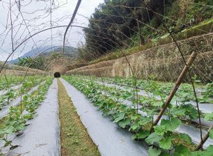 鳳凰鳥園高海拔大水堀段丙種建築用地台中買屋賣房,土地王劉志忠東龍國際開發集團東龍不動產大聯盟永春台中北屯捷運加盟店台中北屯捷運,捷運總站