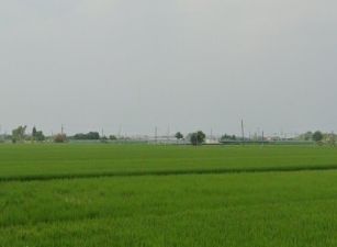埤頭中和方正田
