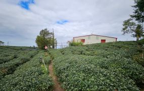 竹山龍鳳峽圓山段高海拔1820m景觀地台中買屋賣房,土地王劉志忠