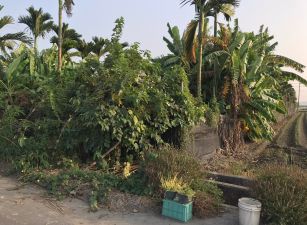 大林中興路農地01-001 052337228