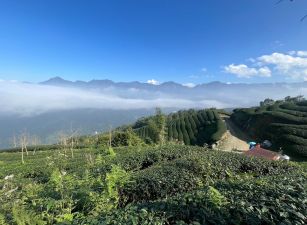 溪頭高海拔銀杏茶園地