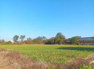 新屋西濱農地