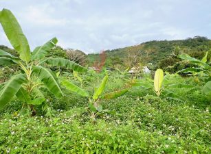 壽豐荖溪光榮水岸農地 B256