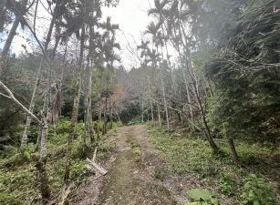 ❤️九族文化村旁百年五葉松林地