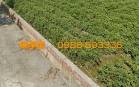 北港好收國小3.9分農地