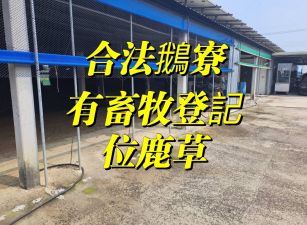🦢鹿草合法鵝寮