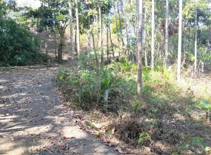 近黃竹國小公車站農地