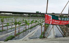 雲林近國3交流道農地