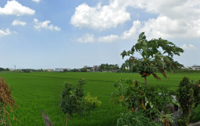 埤頭近豐崙國小田地