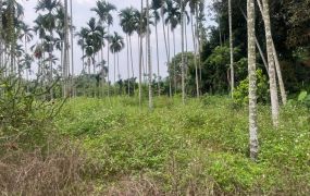 中埔台三線路邊農地01-004 05-2337228