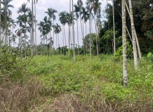 中埔台三線路邊農地01-004 05-2337228