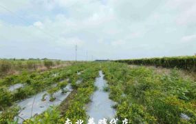 東山區 -  東山區枋子林休閒農地  - 398萬