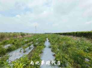 東山區 -  東山區枋子林休閒農地  - 398萬